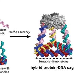 Blocks proteins