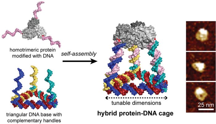 Blocks proteins