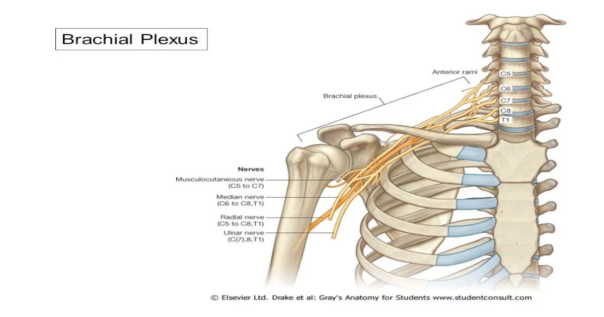 Brachial plexus travis