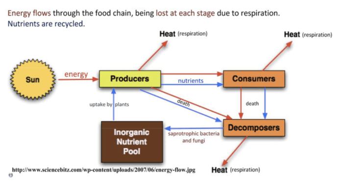 Energy flow in ecosystems worksheet