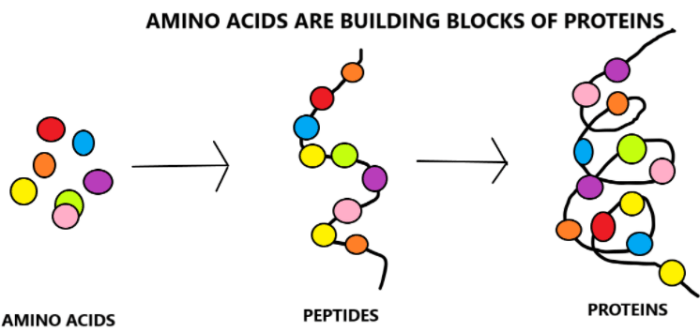 Building blocks of protein abbr