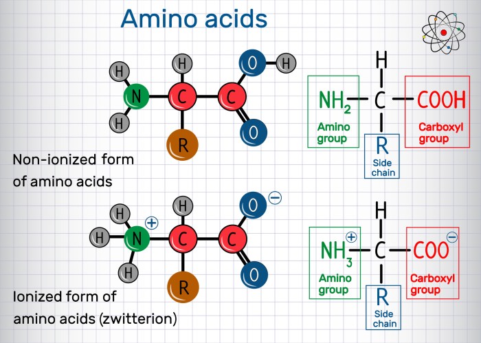 Digestion enzyme acids proteine proteins peptide enzymes digestione powder eatplant absorbed digestive molecolare ammino acido strutturale molecola scorpione eat proteases