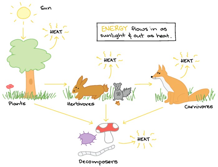 Energy flow in ecosystems worksheet