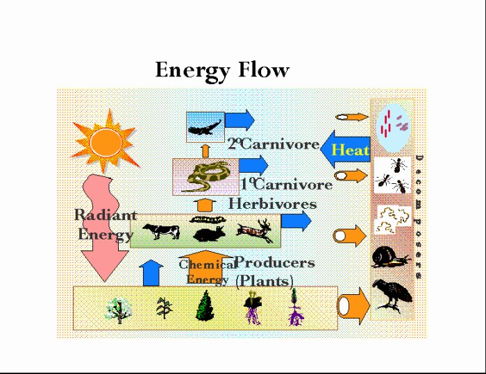 Energy flow in ecosystems worksheet