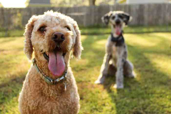 Once unleashed the dog bounded toward the backyard fence