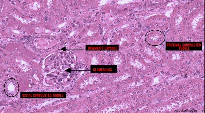 Label the the tissues and structures on the histology slide