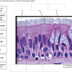 Epithelial tissue histology physiology slides anatomy practical bio lab k12 stegen mo flashcards nursing