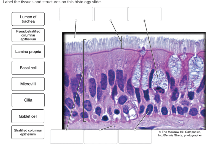 Epithelial tissue histology physiology slides anatomy practical bio lab k12 stegen mo flashcards nursing